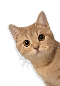 Decorative cat image