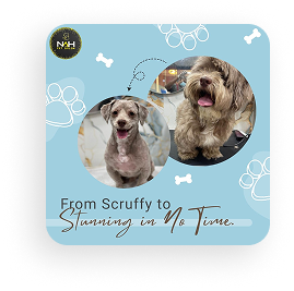 Pet grooming gallery