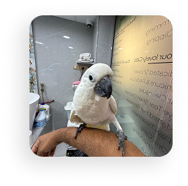 Pet grooming gallery