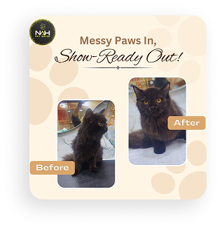 Pet grooming gallery