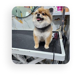 Pet grooming gallery