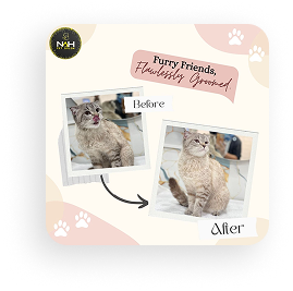 Pet grooming gallery