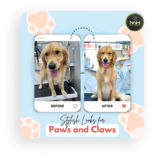 Pet grooming gallery