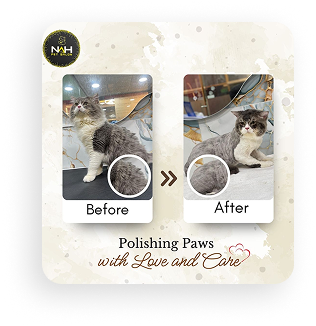 Pet grooming gallery