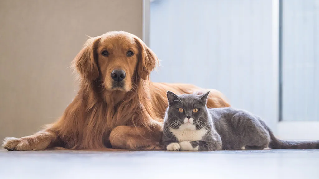 Grooming for Different Breeds: Tailored Tips for Dogs & Cats