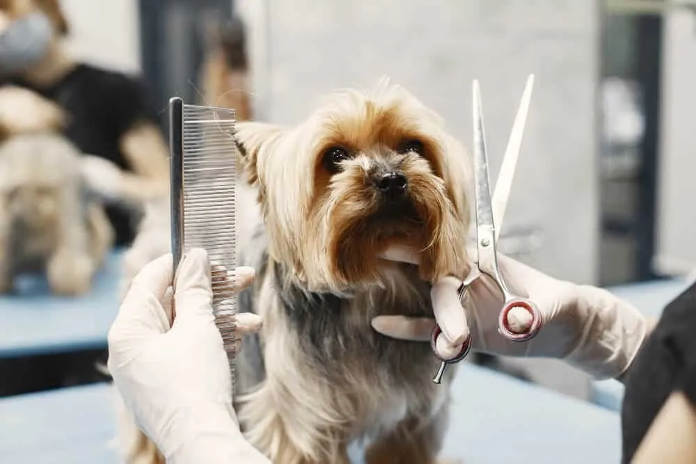 Why Professional Grooming Beats DIY at Home — when to seek professional services vs basic at-home care