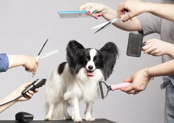 How Often Should You Groom Your Pet? A Complete Schedule for Dogs & Cats