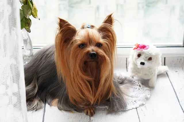 Grooming & Winter Care: Tips to Protect Your Pet’s Skin and Coat
